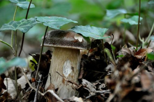 Boletus aestivalis Lustin Octobre 2014.jpg