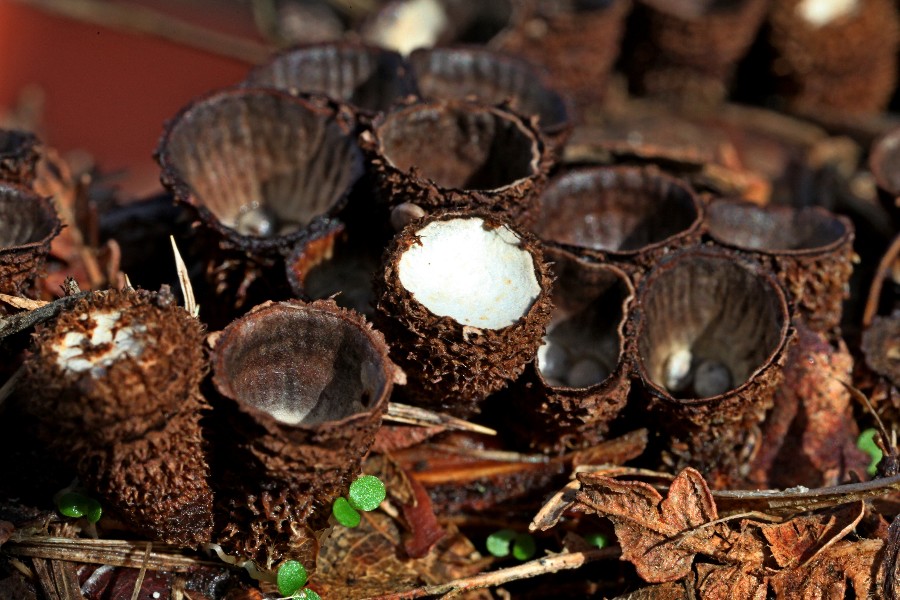 Cyathus striatus-a.jpg