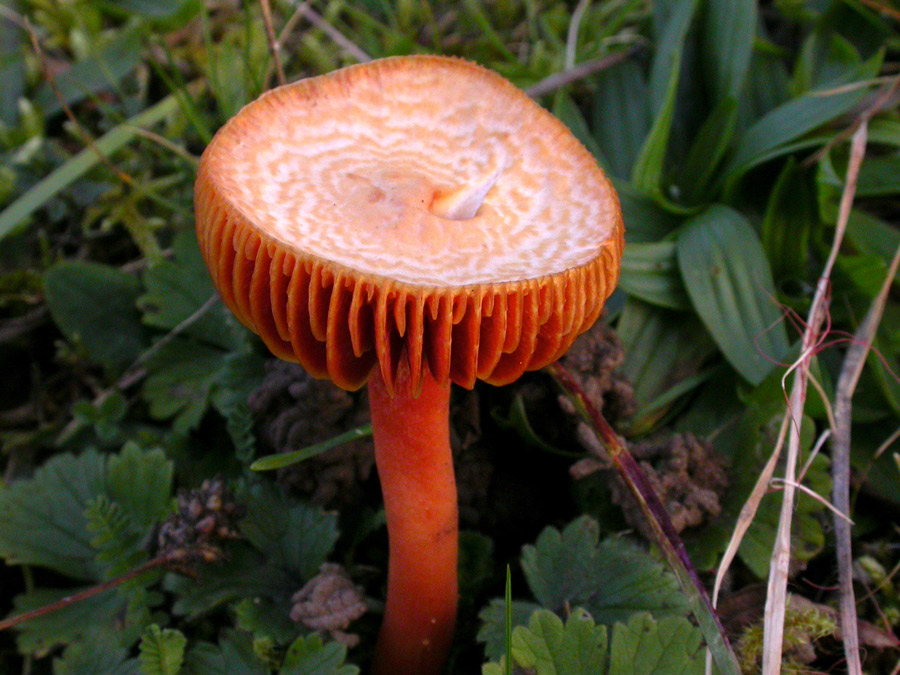 Hygocybe1-.jpg