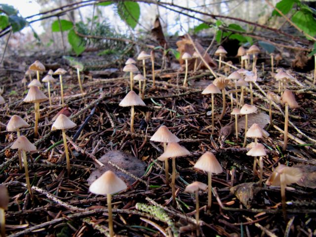 Mycena sp. Yvoir 4-01-12.jpg