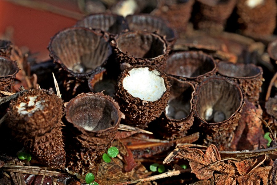 Cyathus striatus.jpg