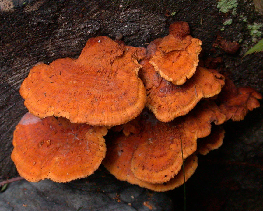 Pycnoporellus-fulgens2.jpg