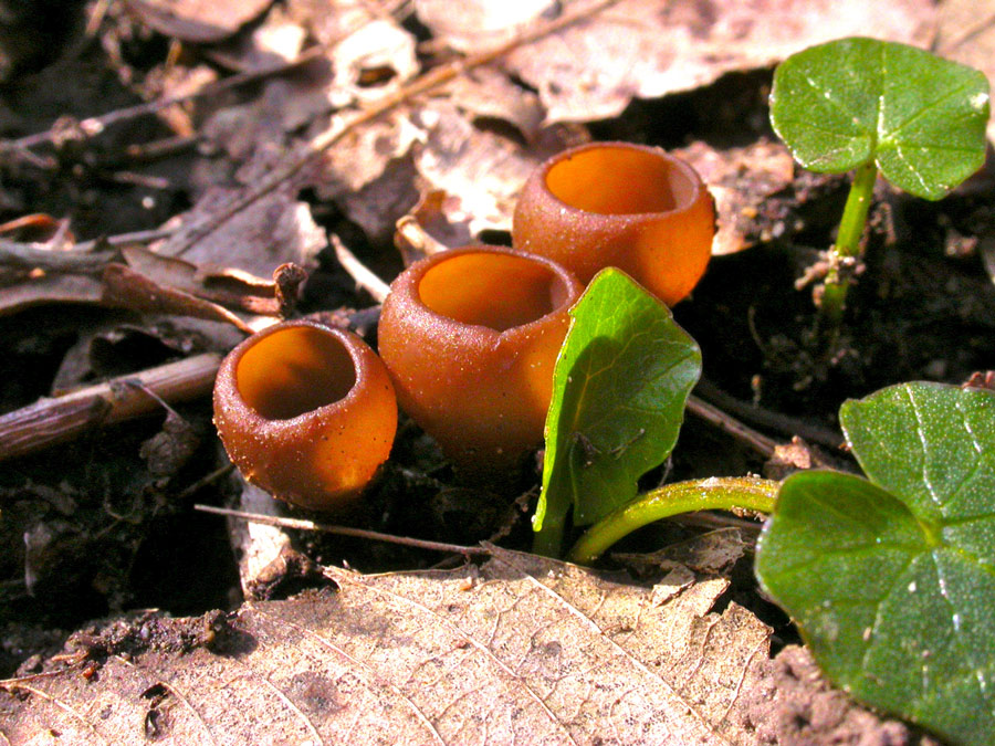 Dumontinia-tuberosa.jpg