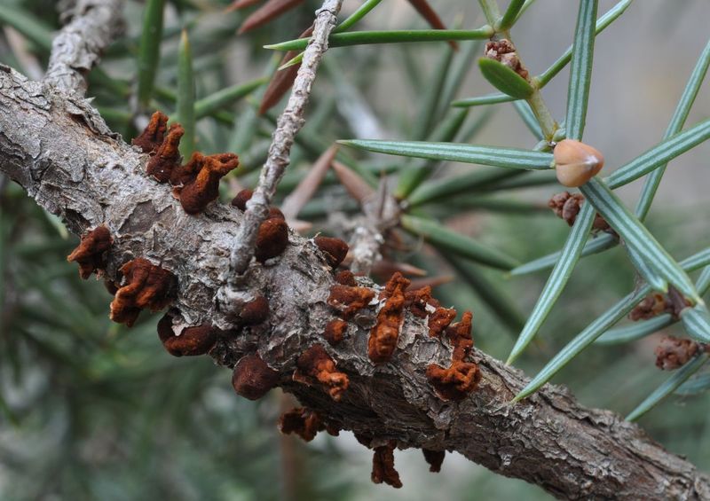 Gymnosporangium juniperinumGymnosporangium.jpg