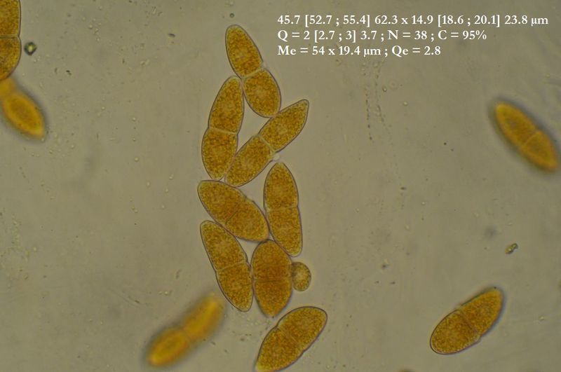 Gymnosporangium juniperinumGymnosporangium_05.jpg