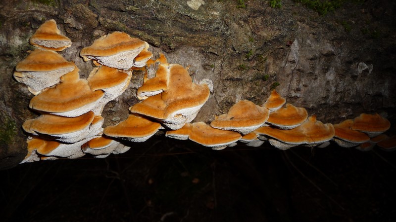 pycnoporellus fulgens2100.jpg