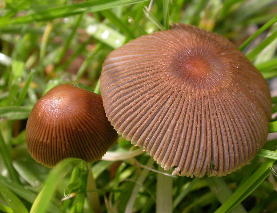 Coprinus-auricomus.jpg