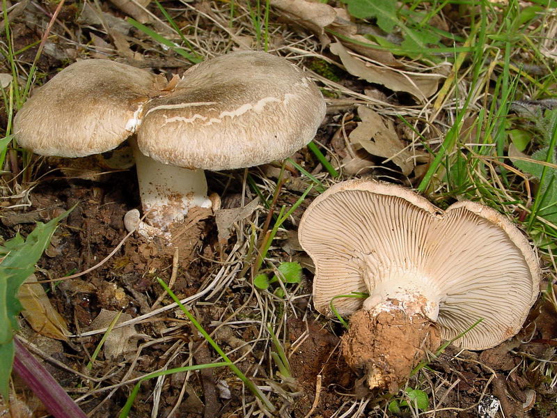 Pleurotus_eryngii.jpg