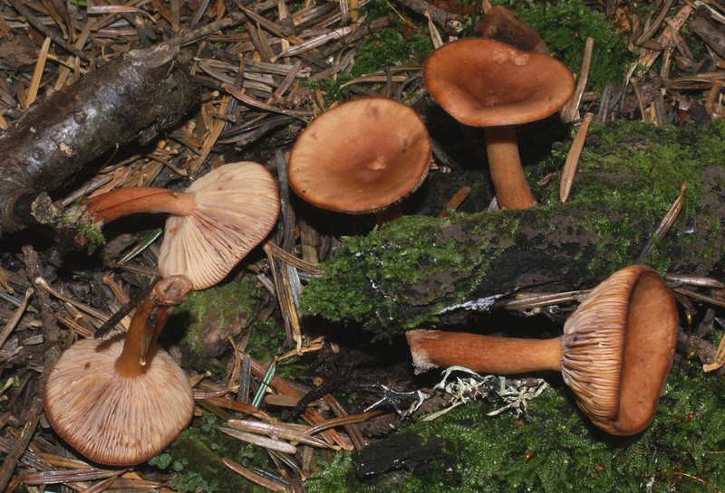 lactarius tabidus.jpg