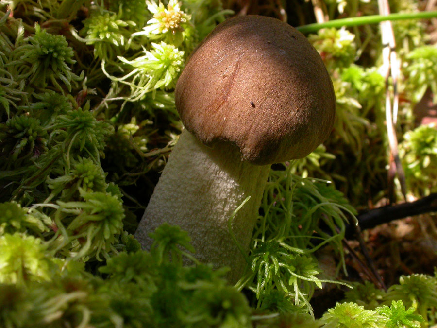 Leccinum.jpg