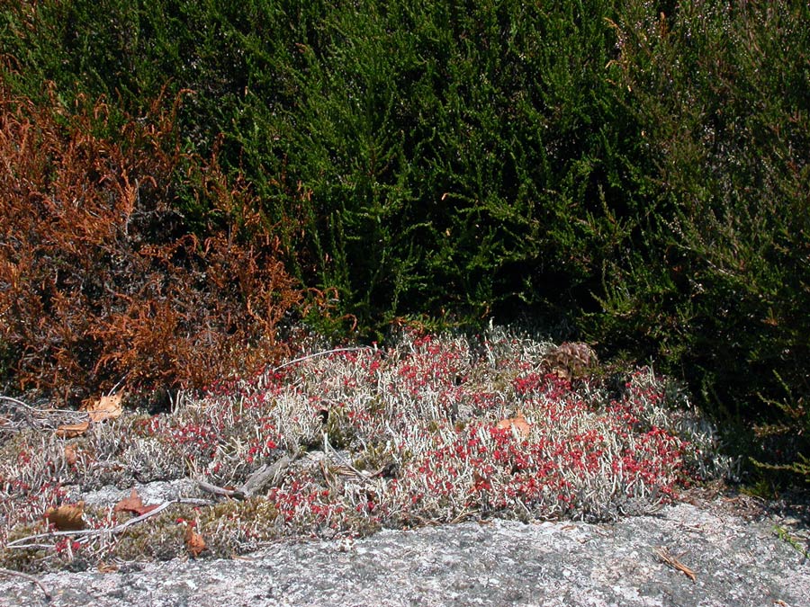 Cladonia.jpg