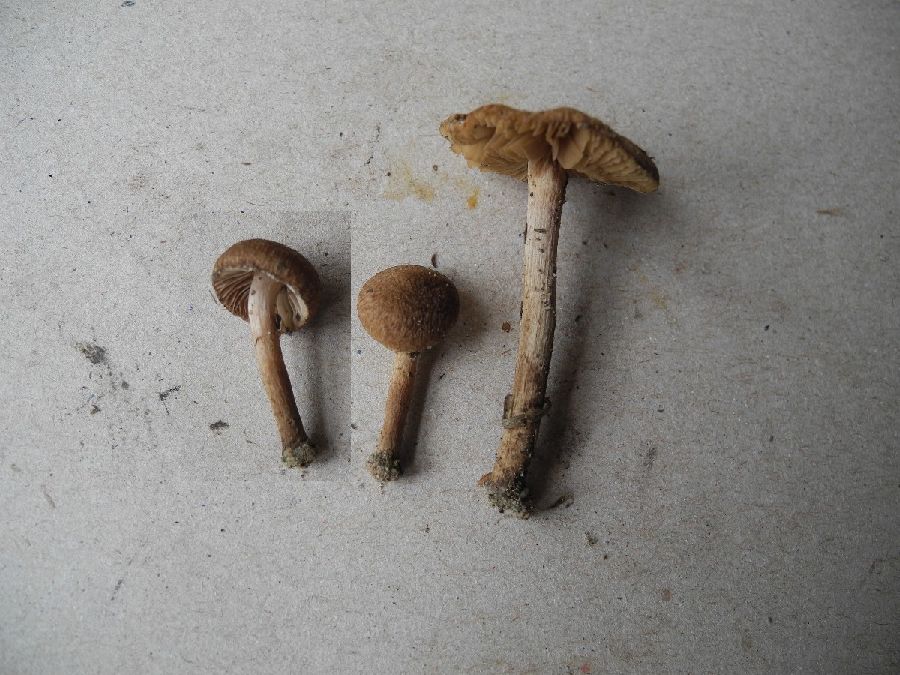 Inocybe1.jpg