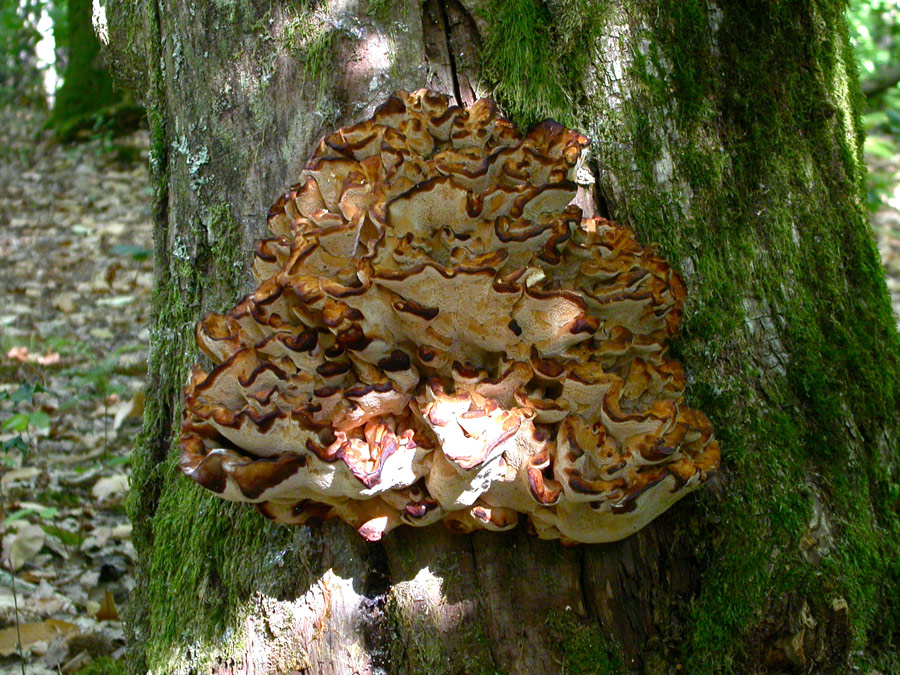 Meripilus-giganteus.jpg