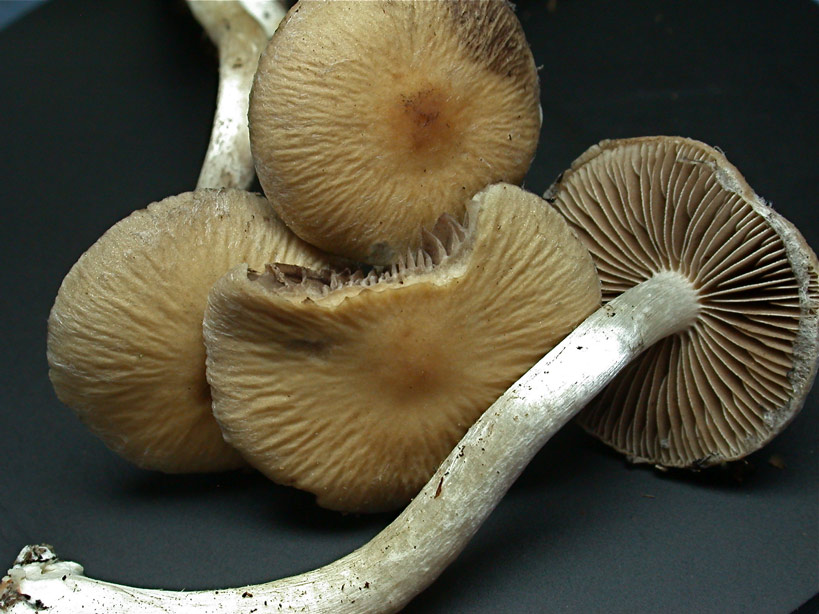 Psathyrella1.jpg