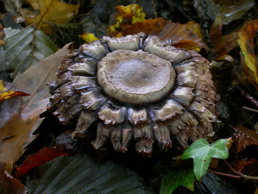 Agaric-des-bois.jpg