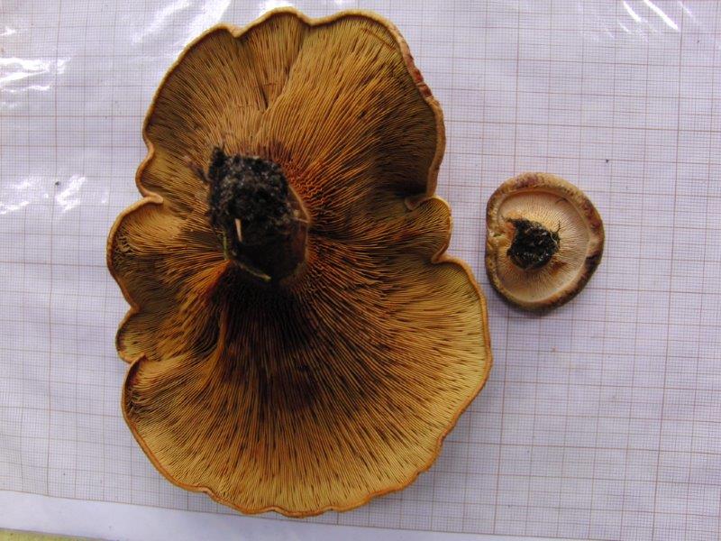 2015-10-12 003.jpg