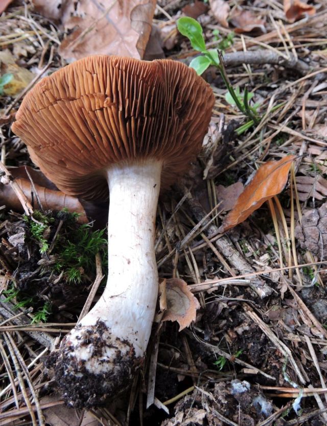 Cortinarius spec. Durnal 29-10-15 B.jpg