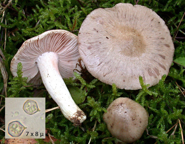 Entoloma-prunuloides-.jpg