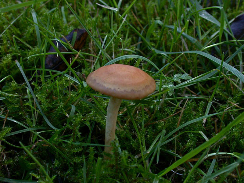 Agrocybe-arvalis.jpg