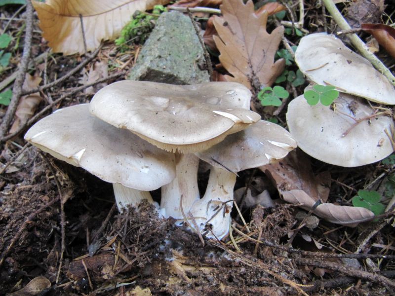 Entoloma lividum Thannenkirch (Taennchel) Alsace - Haut-Rhin (F) 31-10-13 A.jpg