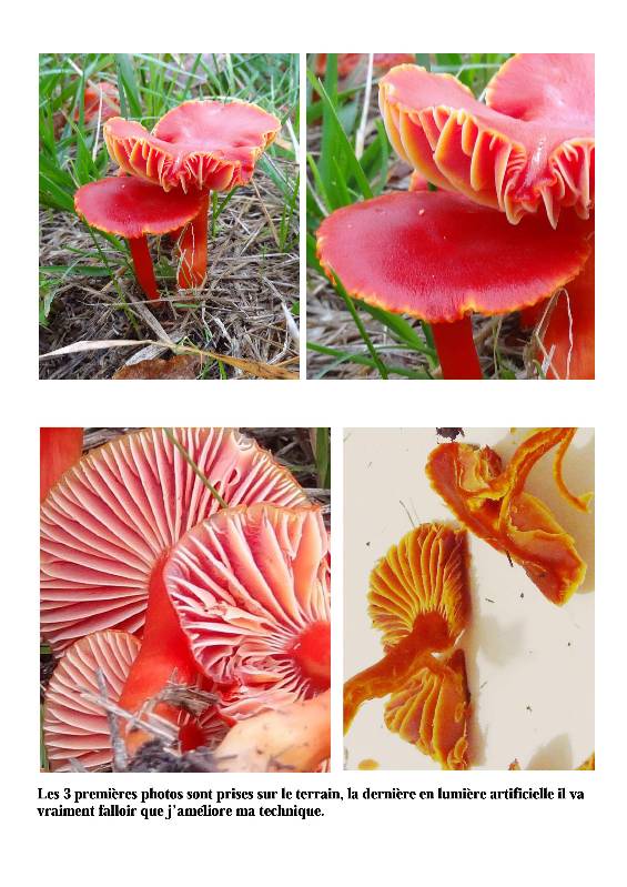 2015-28-12 Hygrocybe rouge-redim800.jpg