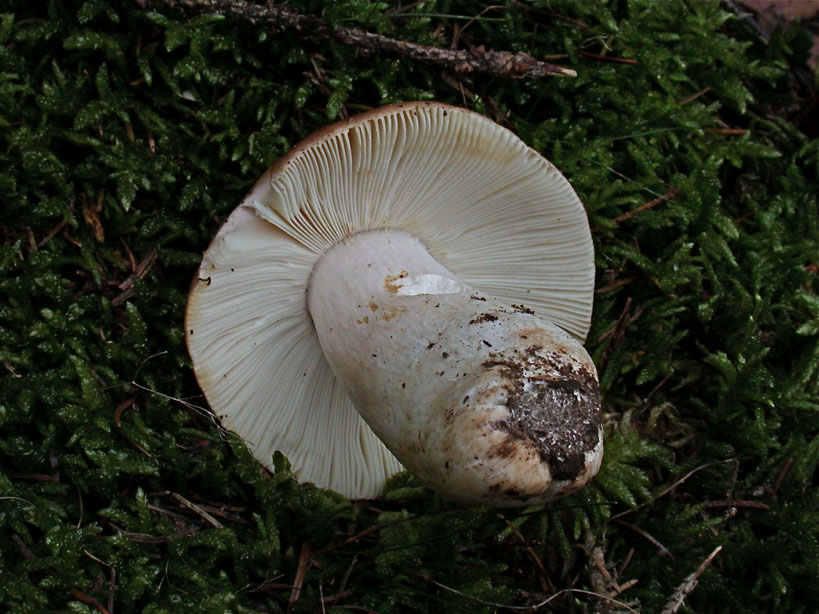 Russula-mustelina3.jpg