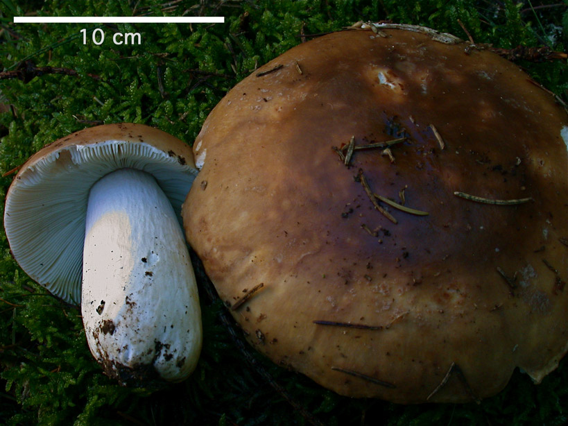 Russula-mustelina.jpg