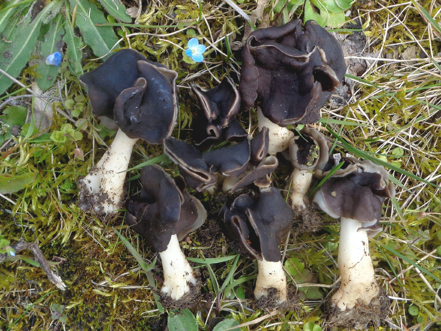 Helvella-monachella.jpg