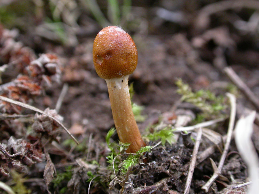 Ophiocordyceps-gracilis.jpg