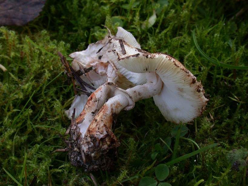 Leucoagaricus-badhamii1.jpg