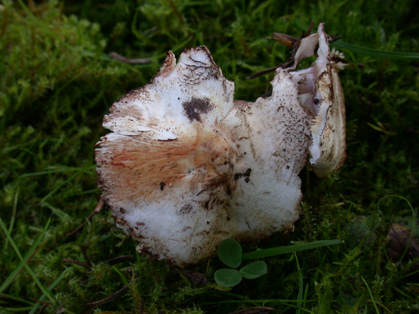 Leucoagaricus-badhamii2.jpg