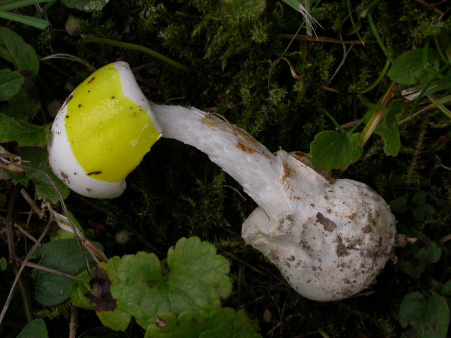 Amanita-virosa2.jpg