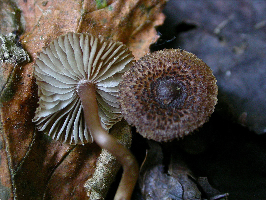 Inocybe-calospora.jpg