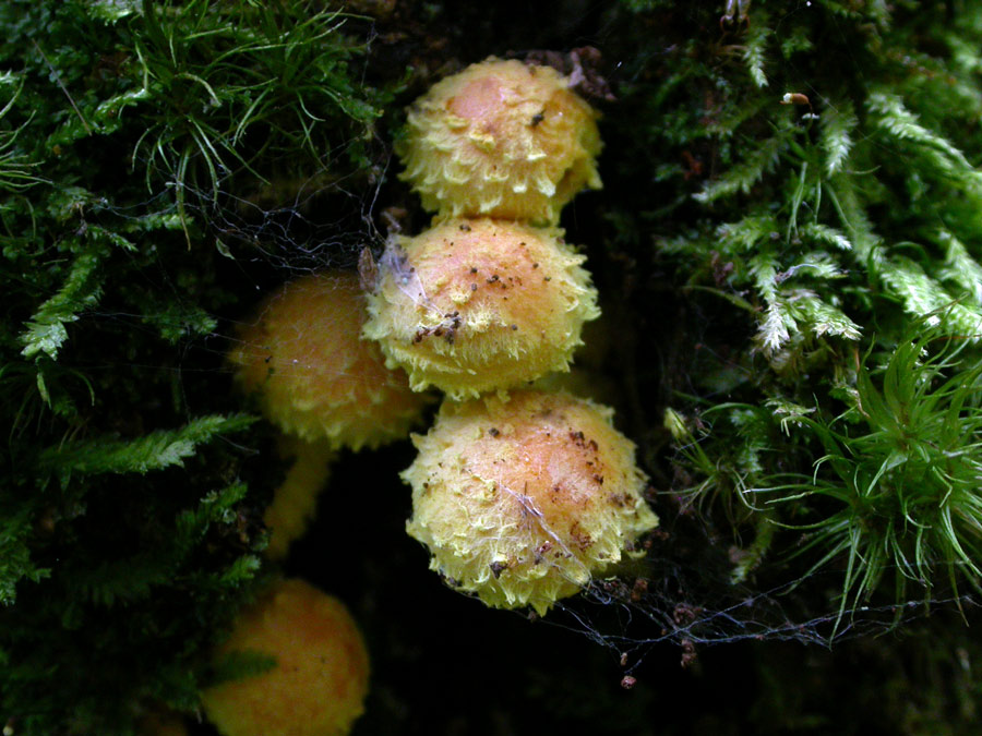 Pholiota-flammans.jpg