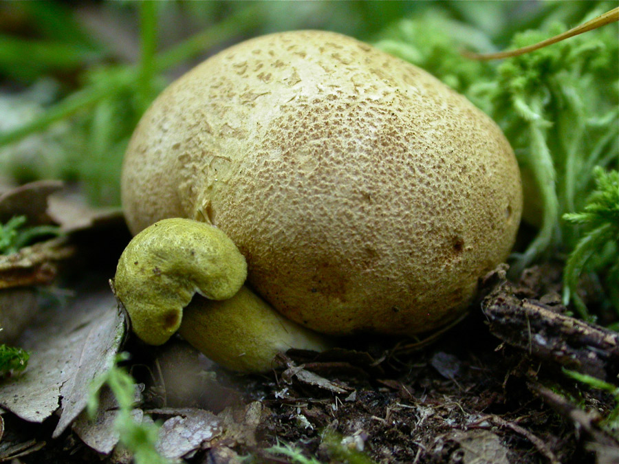 Xerocomus-parasiticus.jpg