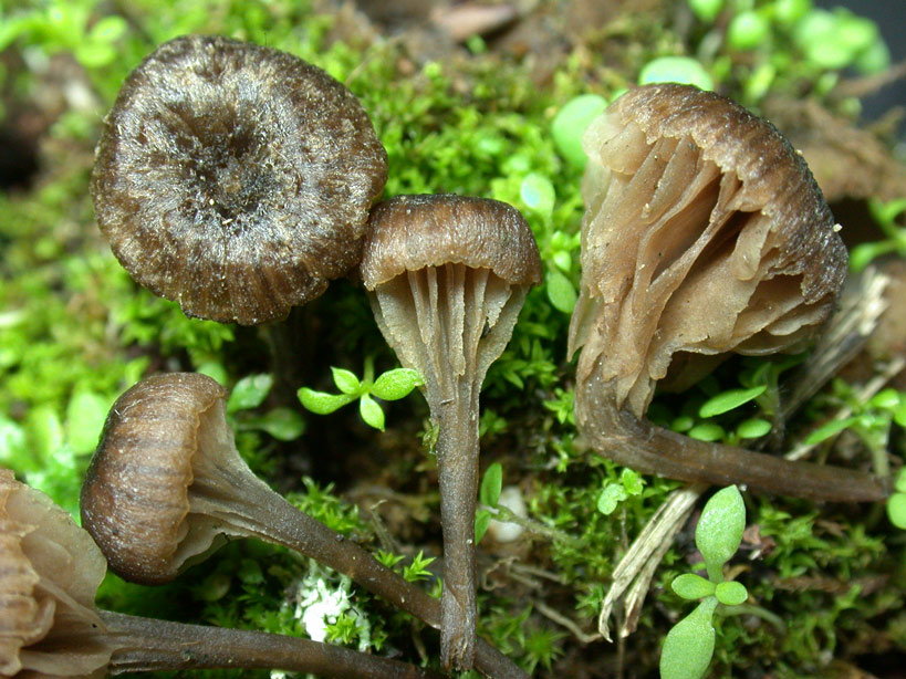 Entoloma-rusticoides.jpg