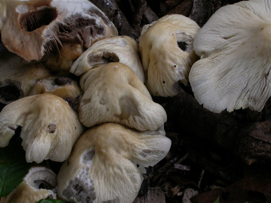 Agrocybe2.jpg