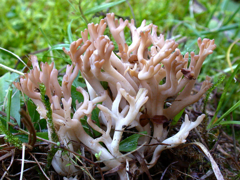 Clavulinopsis.jpg