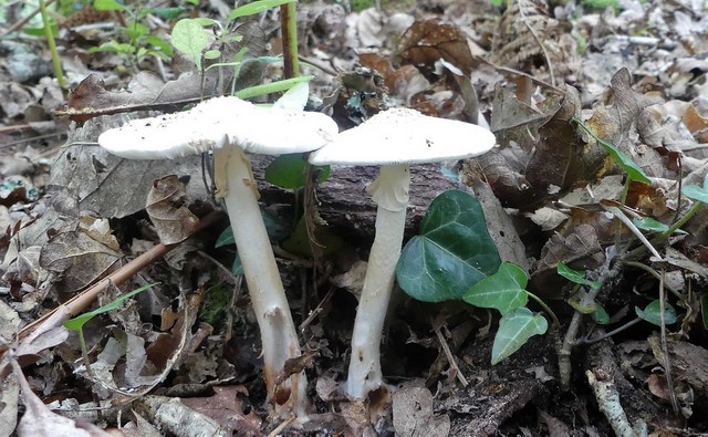 champignon (2).jpg