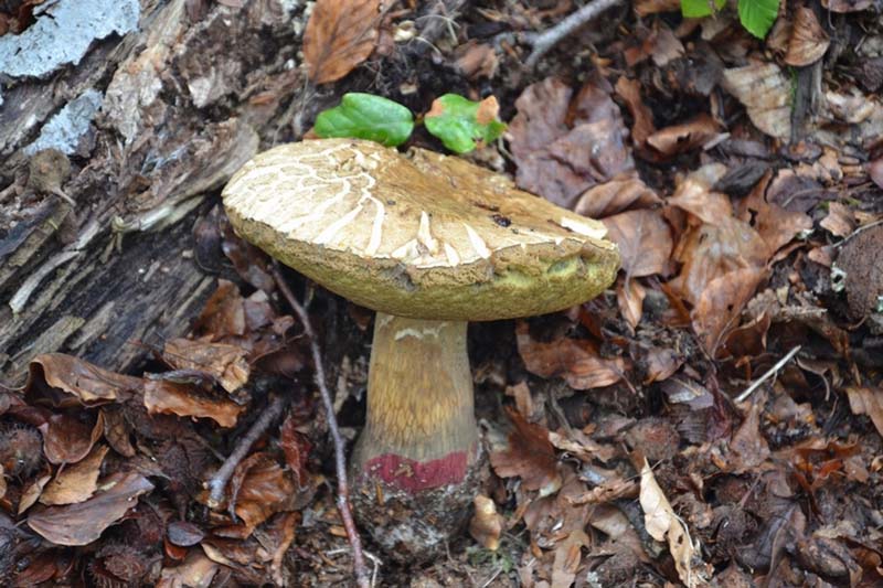 Boletus sp.JPG