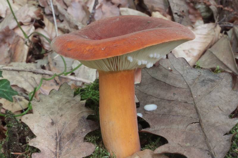 Lactifluus volemus.JPG