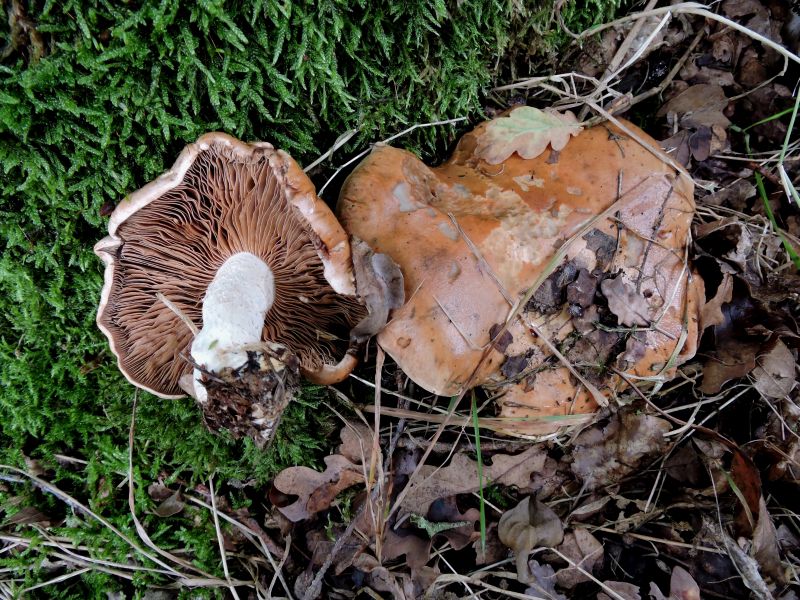 Cortinarius spec. Leignon 10-09-17.jpg