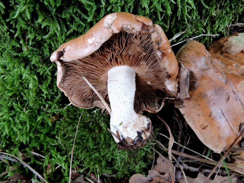 Cortinarius spec. Leignon 110-09-17 A.jpg