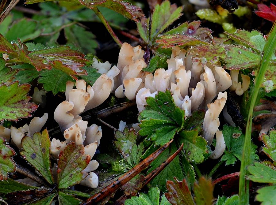 Clavulinopsis umbrinella 2017 09 29 Dordogne (Brantôme) (3)-redim900.jpg