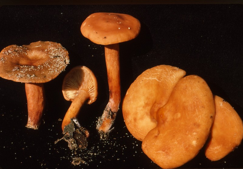 Lactarius atlanticus + hepaticus 1976-redim800.jpg