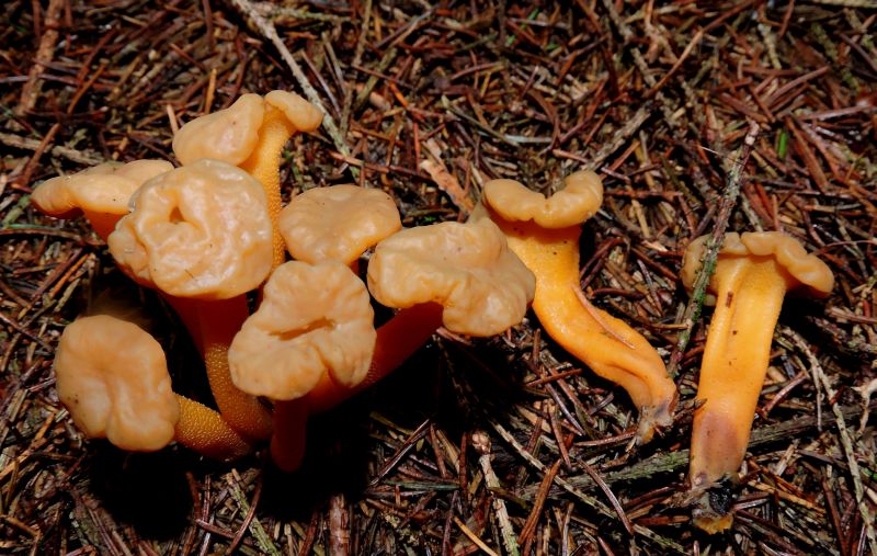 Cantharellus Sugny 28-10-17.jpg