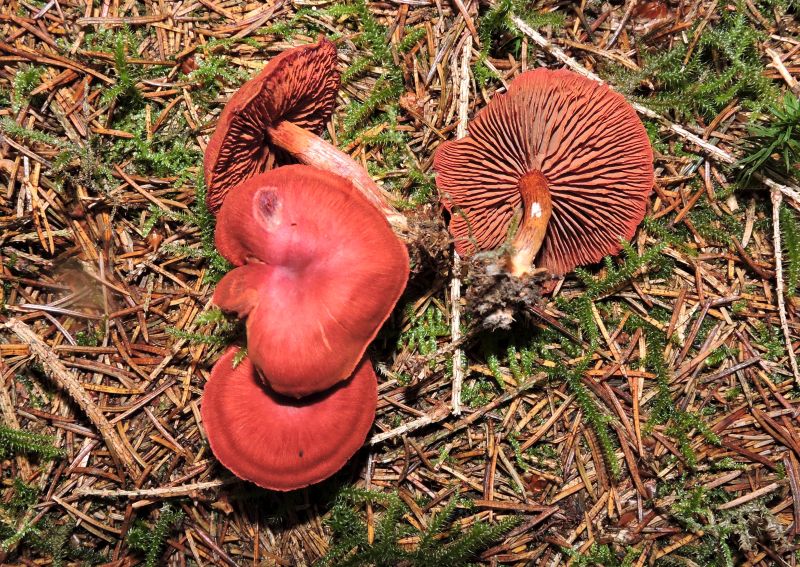 Cotinarius spec. Sugny 28-10-17.jpg