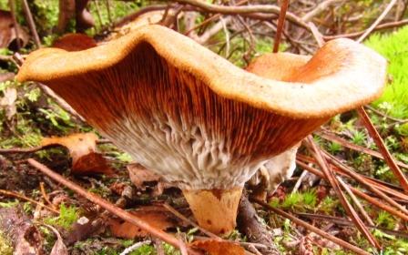 Chanterelle en bulle  29102017 roche turpin.JPG