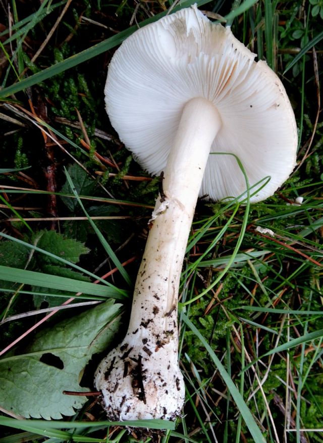 Amanita fulva Sugny 30-10-1 A.jpg