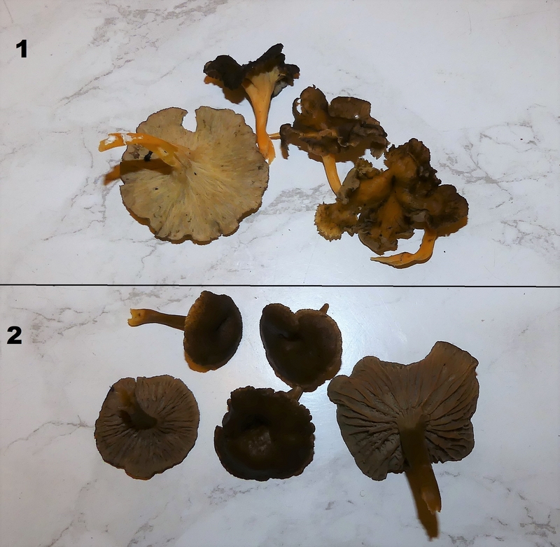 chanterelles.jpg